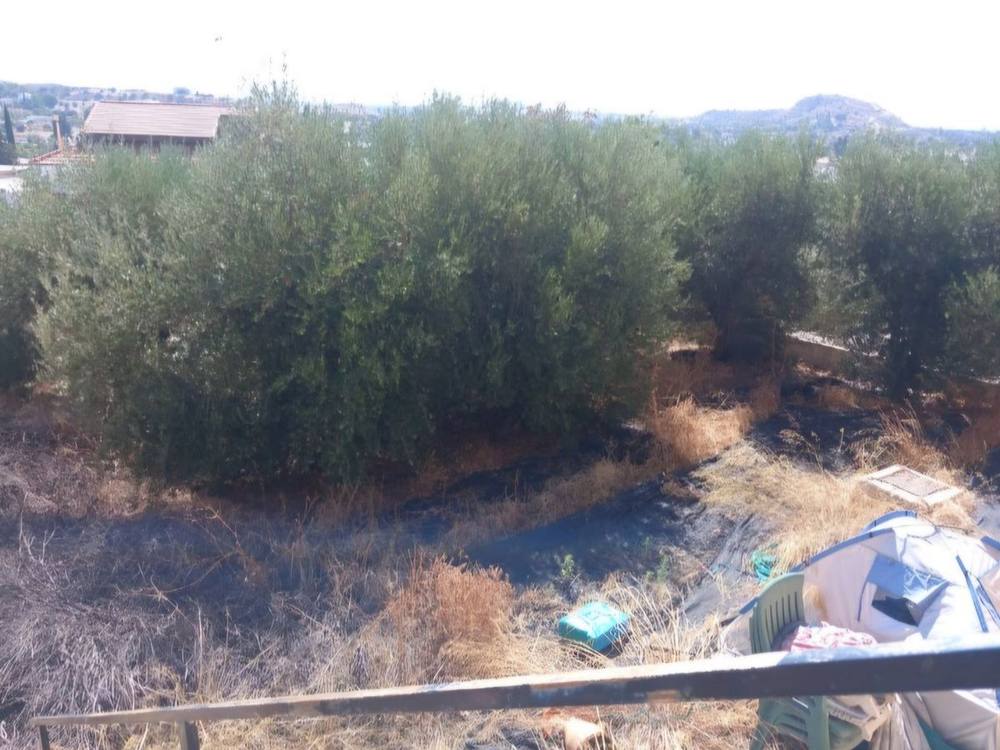 Before: olive grove with dry ground