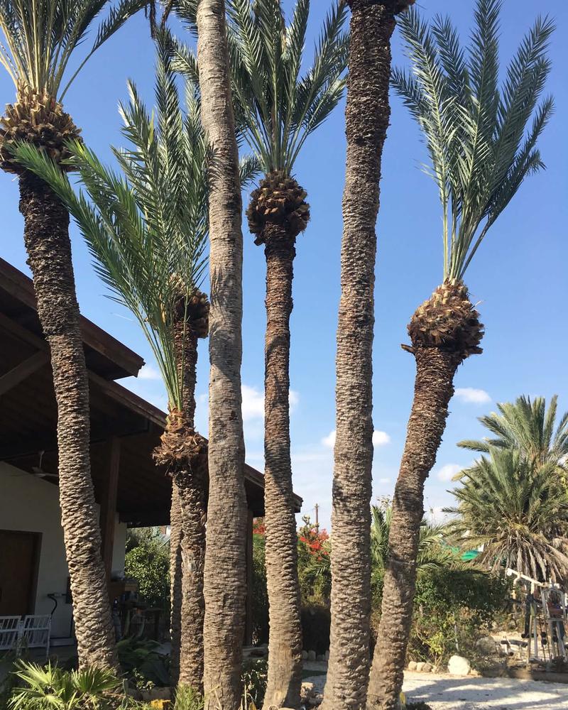 After: date palms pruned with clean trunks and neat crowns